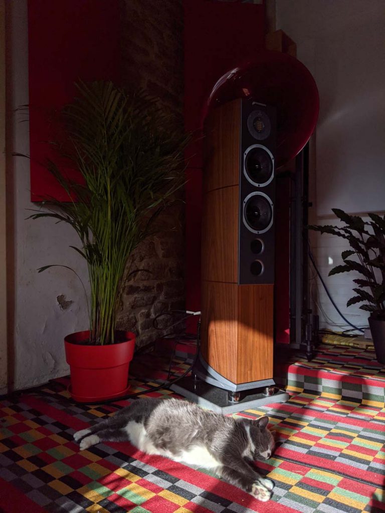 Audiovector R6 Ali Cat